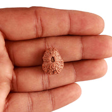 Load image into Gallery viewer, 18 Mukhi Rudraksha from Indonesia - Bead No. 195
