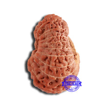Load image into Gallery viewer, 18 Mukhi Rudraksha from Indonesia - Bead No. 195
