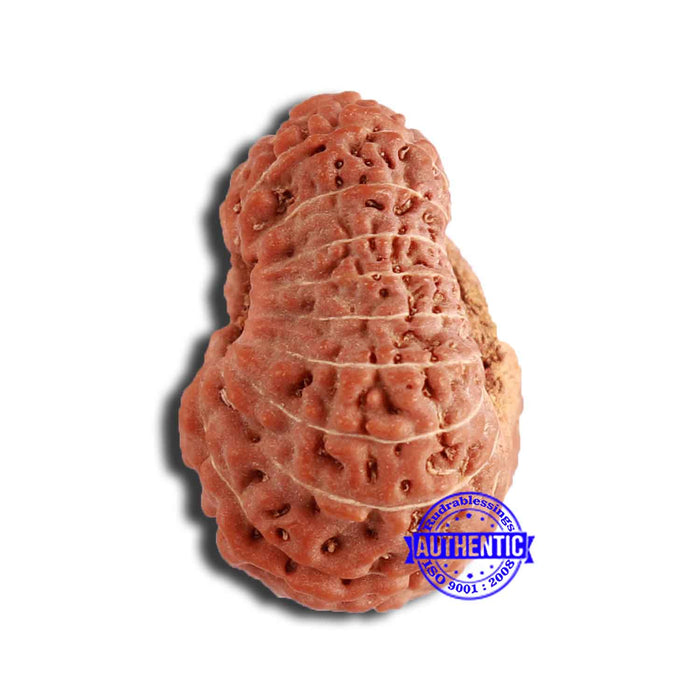 18 Mukhi Rudraksha from Indonesia - Bead No. 195