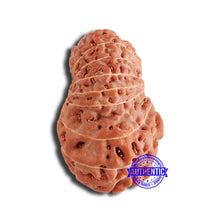 Load image into Gallery viewer, 18 Mukhi Rudraksha from Indonesia - Bead No. 195
