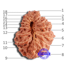 Load image into Gallery viewer, 18 Mukhi Rudraksha from Indonesia - Bead No. 196
