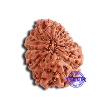 Load image into Gallery viewer, 18 Mukhi Rudraksha from Indonesia - Bead No. 196
