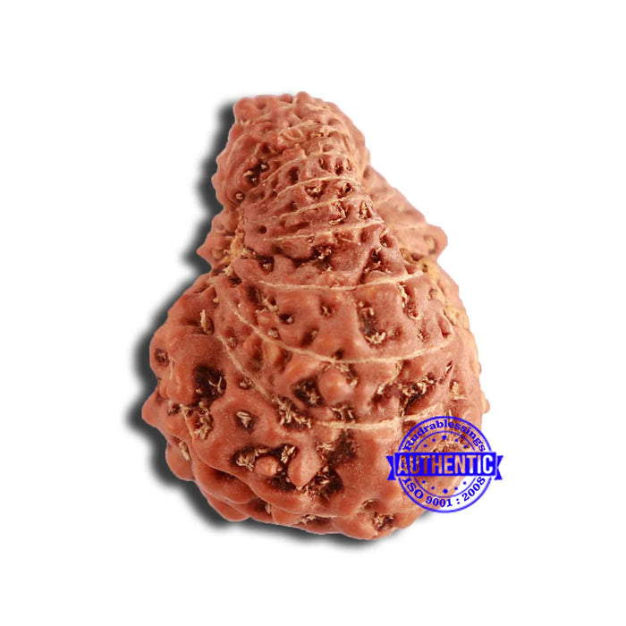 18 Mukhi Rudraksha from Indonesia - Bead No. 196