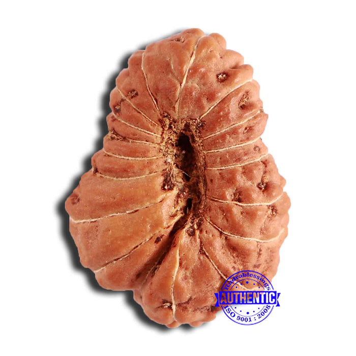 18 Mukhi Rudraksha from Indonesia - Bead No. 197