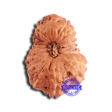 Load image into Gallery viewer, 18 Mukhi Rudraksha from Indonesia - Bead No. 197
