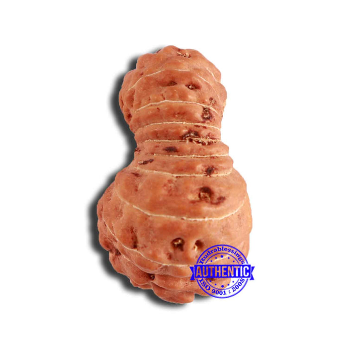 18 Mukhi Rudraksha from Indonesia - Bead No. 197
