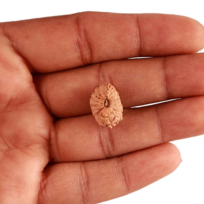 18 Mukhi Rudraksha from Indonesia - Bead No. 198