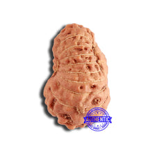 Load image into Gallery viewer, 18 Mukhi Rudraksha from Indonesia - Bead No. 198

