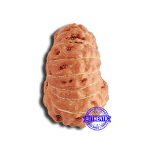 Load image into Gallery viewer, 18 Mukhi Rudraksha from Indonesia - Bead No. 198
