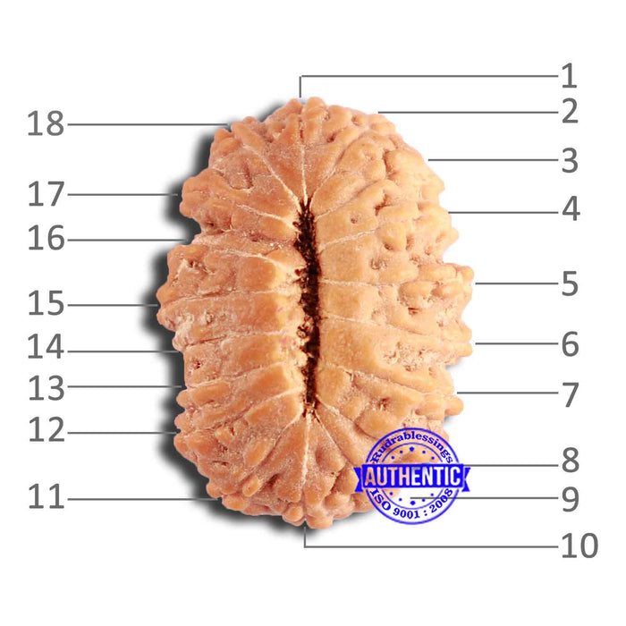 18 Mukhi Rudraksha from Indonesia - Bead No. 201