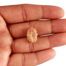 Load image into Gallery viewer, 18 Mukhi Rudraksha from Indonesia - Bead No. 201
