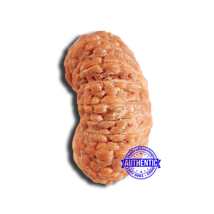 18 Mukhi Rudraksha from Indonesia - Bead No. 201