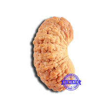 Load image into Gallery viewer, 18 Mukhi Rudraksha from Indonesia - Bead No. 201
