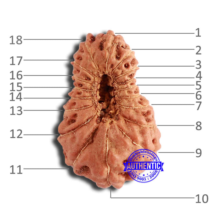 18 Mukhi Rudraksha from Indonesia - Bead No. 202