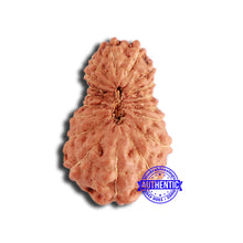 Load image into Gallery viewer, 18 Mukhi Rudraksha from Indonesia - Bead No. 202
