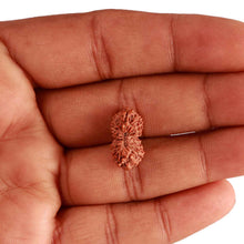 Load image into Gallery viewer, 18 Mukhi Rudraksha from Indonesia - Bead No. 203
