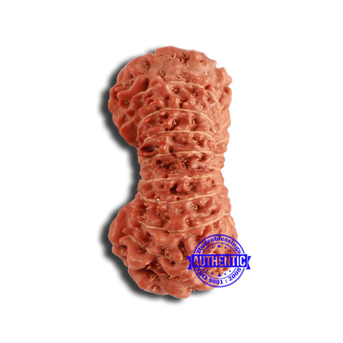 18 Mukhi Rudraksha from Indonesia - Bead No. 203