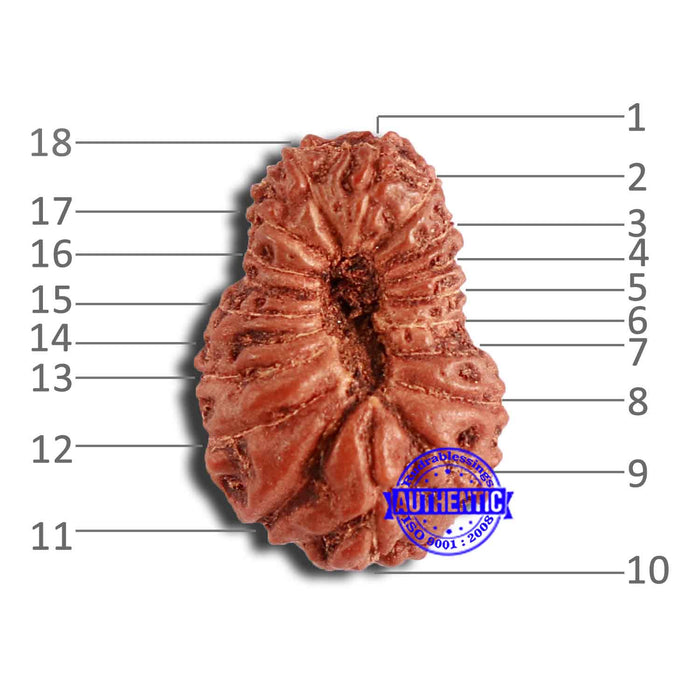 18 Mukhi Rudraksha from Indonesia - Bead No. 204