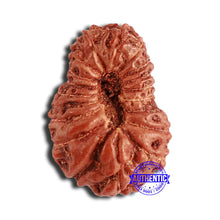 Load image into Gallery viewer, 18 Mukhi Rudraksha from Indonesia - Bead No. 204
