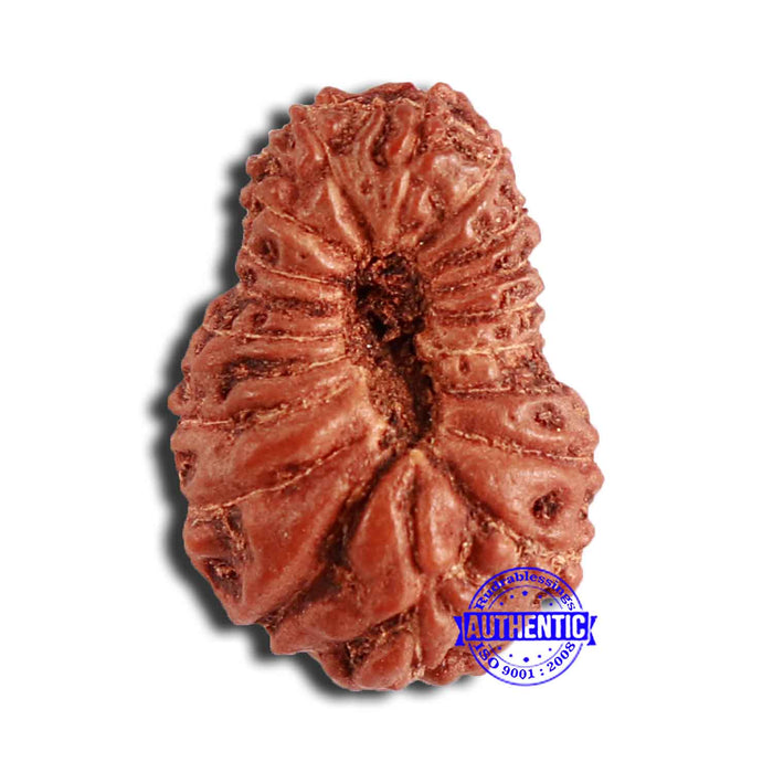 18 Mukhi Rudraksha from Indonesia - Bead No. 204