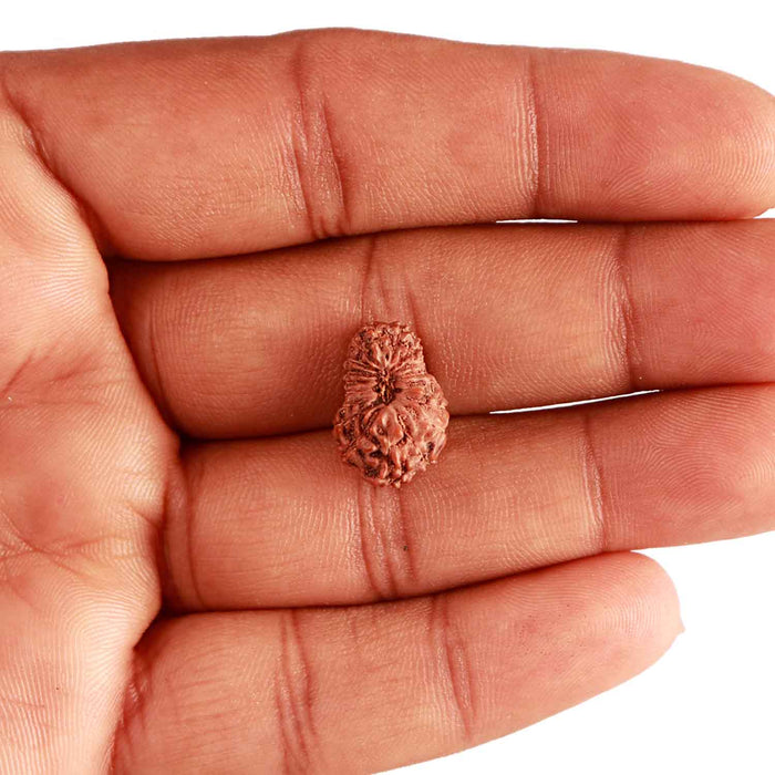 18 Mukhi Rudraksha from Indonesia - Bead No. 204