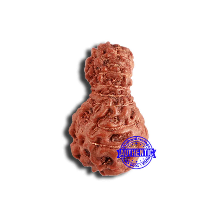 18 Mukhi Rudraksha from Indonesia - Bead No. 204