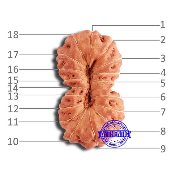 18 Mukhi Rudraksha from Indonesia - Bead No. 206