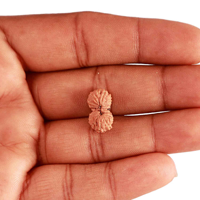 18 Mukhi Rudraksha from Indonesia - Bead No. 206