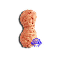 Load image into Gallery viewer, 18 Mukhi Rudraksha from Indonesia - Bead No. 206
