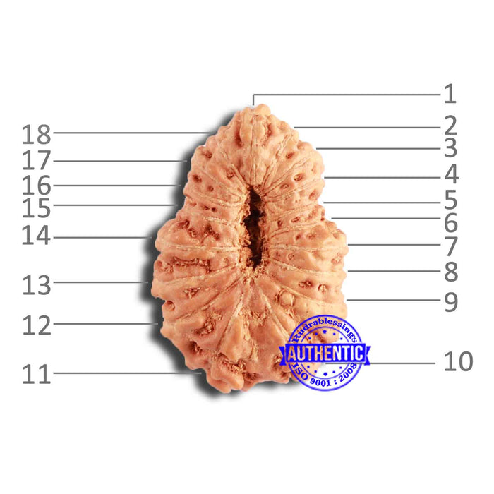 18 Mukhi Rudraksha from Indonesia - Bead No. 207