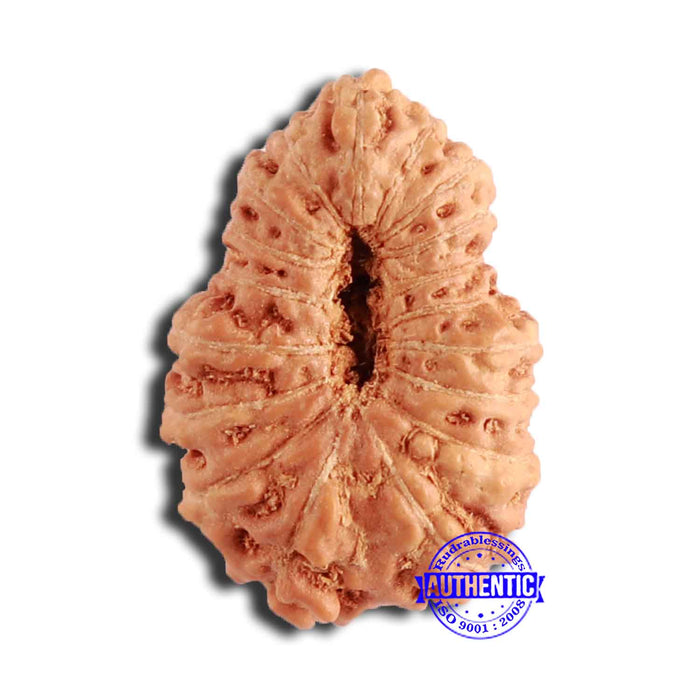 18 Mukhi Rudraksha from Indonesia - Bead No. 207