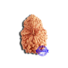 Load image into Gallery viewer, 18 Mukhi Rudraksha from Indonesia - Bead No. 207
