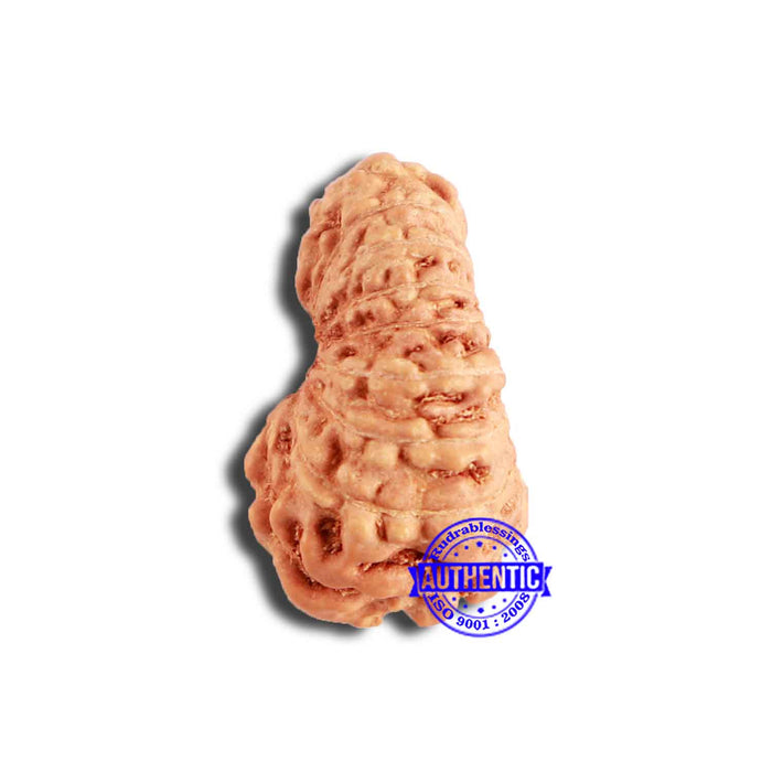 18 Mukhi Rudraksha from Indonesia - Bead No. 207