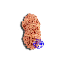 Load image into Gallery viewer, 18 Mukhi Rudraksha from Indonesia - Bead No. 208
