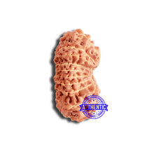 Load image into Gallery viewer, 18 Mukhi Rudraksha from Indonesia - Bead No. 208
