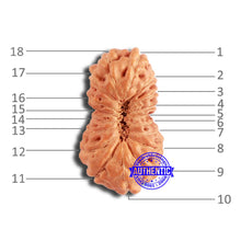 Load image into Gallery viewer, 18 Mukhi Rudraksha from Indonesia - Bead No. 209
