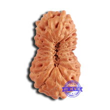 Load image into Gallery viewer, 18 Mukhi Rudraksha from Indonesia - Bead No. 209
