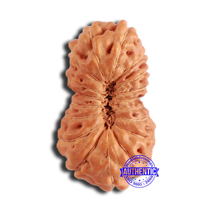 18 Mukhi Rudraksha from Indonesia - Bead No. 209