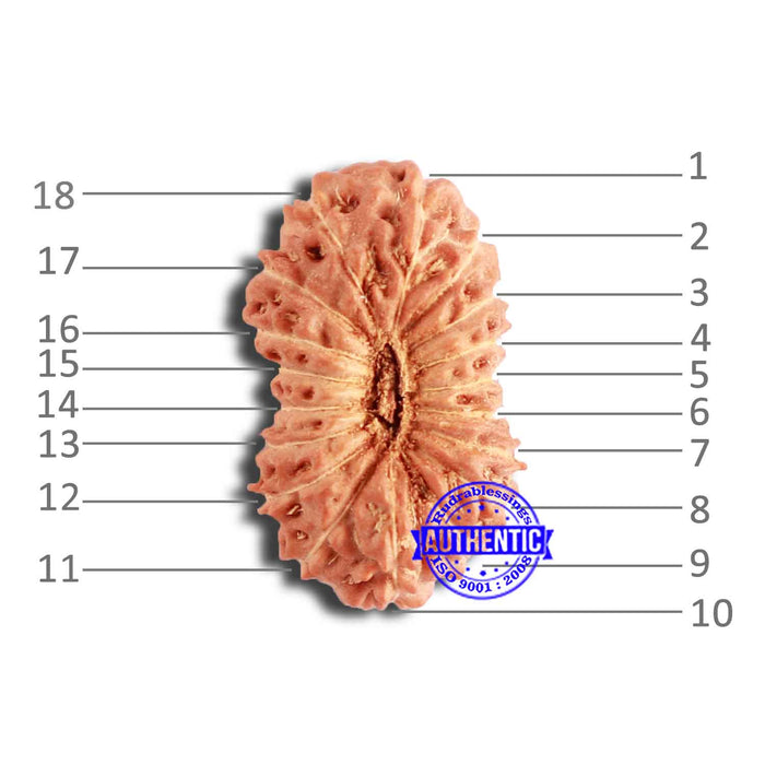 18 Mukhi Rudraksha from Indonesia - Bead No. 210