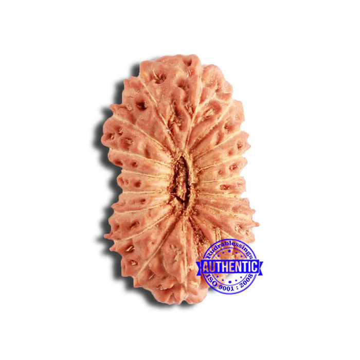 18 Mukhi Rudraksha from Indonesia - Bead No. 210