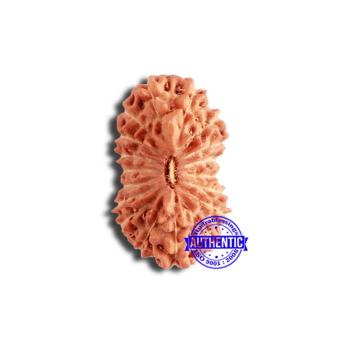 18 Mukhi Rudraksha from Indonesia - Bead No. 210