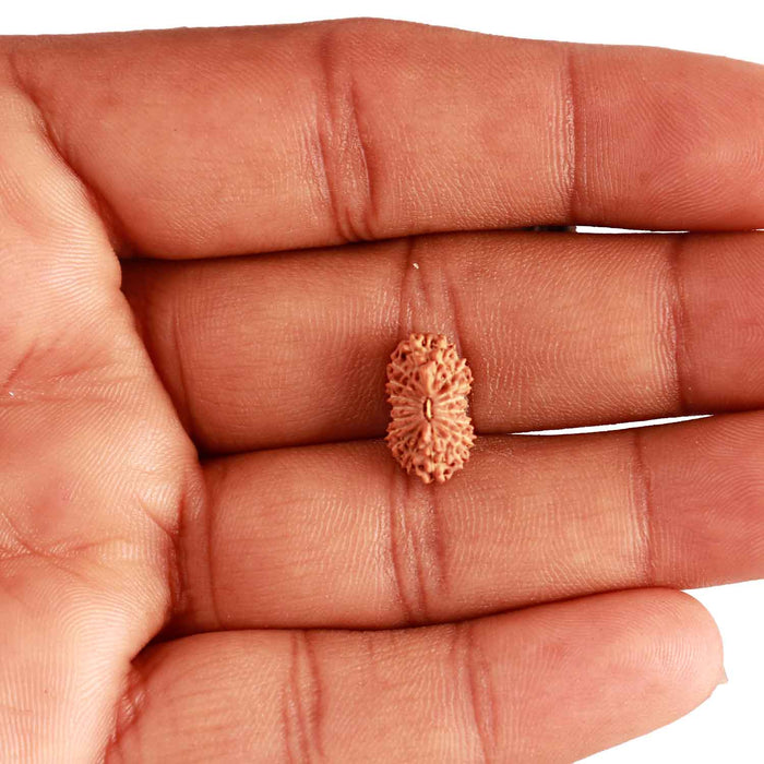 18 Mukhi Rudraksha from Indonesia - Bead No. 210