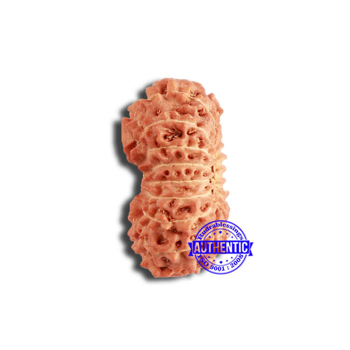 18 Mukhi Rudraksha from Indonesia - Bead No. 210