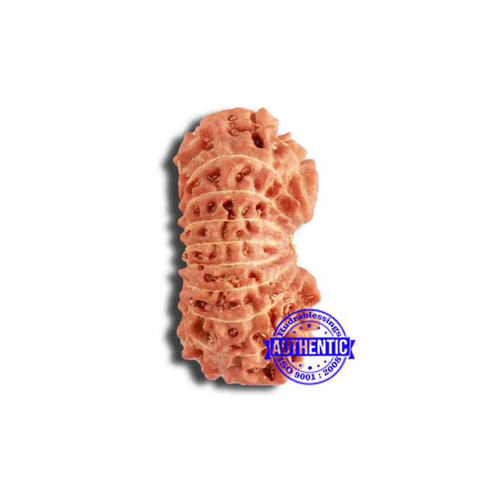 18 Mukhi Rudraksha from Indonesia - Bead No. 210