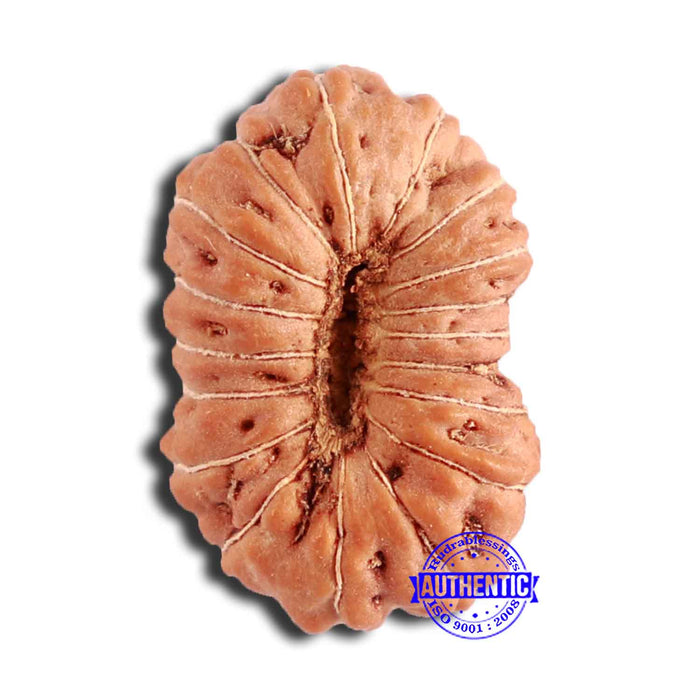 18 Mukhi Rudraksha from Indonesia - Bead No. 211