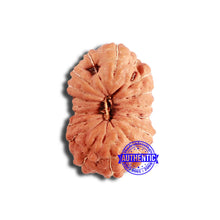 Load image into Gallery viewer, 18 Mukhi Rudraksha from Indonesia - Bead No. 211

