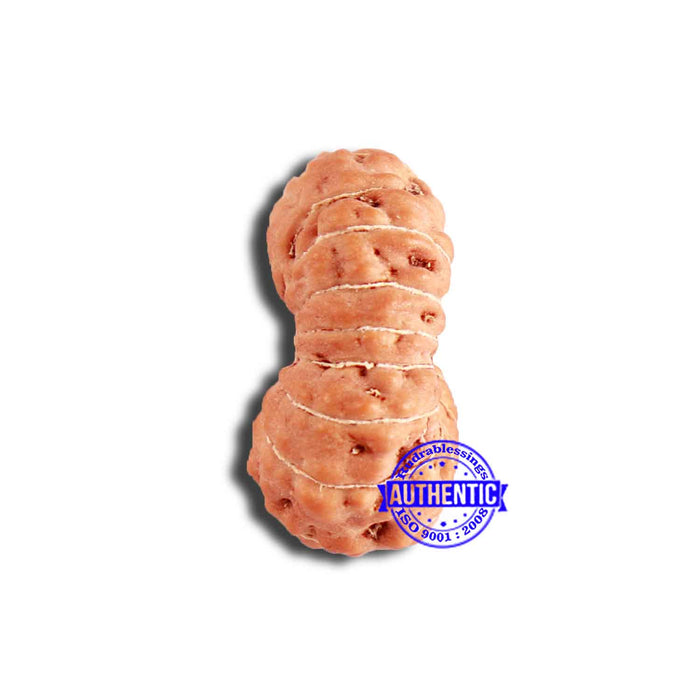 18 Mukhi Rudraksha from Indonesia - Bead No. 211