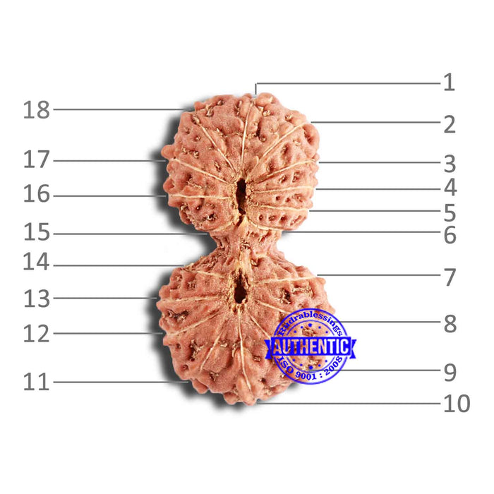 18 Mukhi Gaurishankar Rudraksha from Indonesia - Bead No. 213