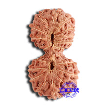 Load image into Gallery viewer, 18 Mukhi Gaurishankar Rudraksha from Indonesia - Bead No. 213
