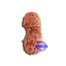 Load image into Gallery viewer, 18 Mukhi Gaurishankar Rudraksha from Indonesia - Bead No. 213
